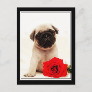 Pug puppy postcard