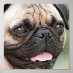 Pug Puppy Poster Print