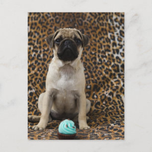 Pug puppy sitting against animal print 2 postcard