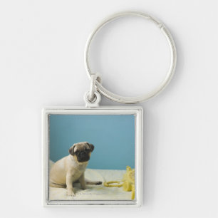 Pug puppy sitting on bed next to phone and keychain