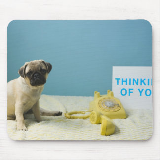 Pug puppy sitting on bed next to phone and mouse pad