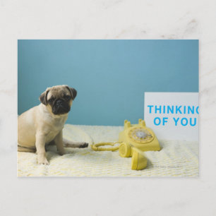 Pug puppy sitting on bed next to phone and postcard