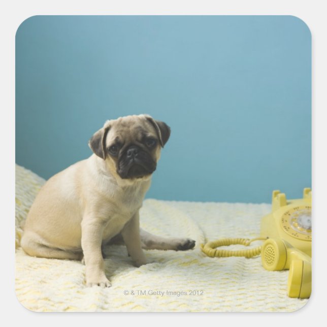 Pug puppy sitting on bed next to phone and square sticker (Front)