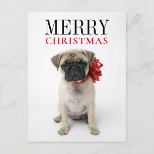 Pug Puppy with Christmas Bow Holiday Postcard