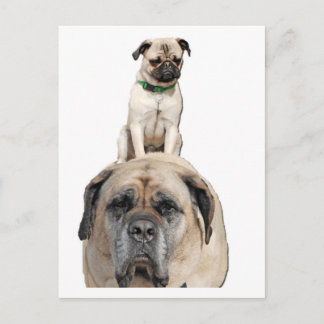Pug Riding a Mastiff Postcards