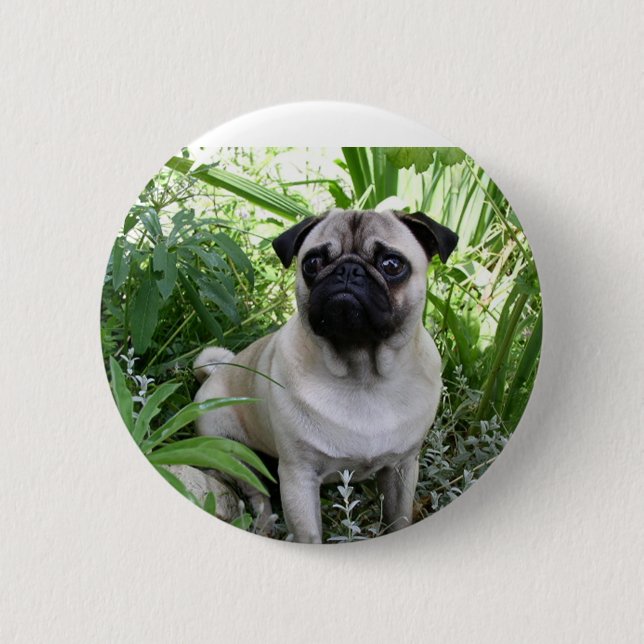 pug sitting 2 inch round button (Front)