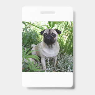 pug sitting badge