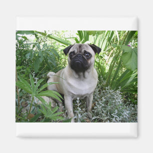 pug sitting magnet