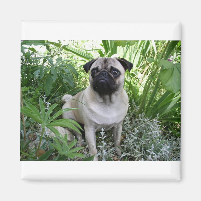 pug sitting magnet (Front)