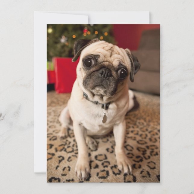 Pug sitting on carpet, Christmas tree Holiday Card (Front)