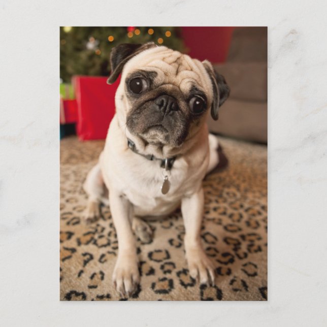 Pug sitting on carpet, Christmas tree Holiday Postcard (Front)