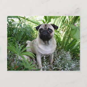pug sitting postcard