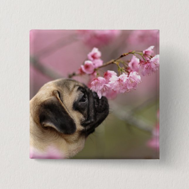 Pug Smelling Cherry Blossoms 2 Inch Square Button (Front)