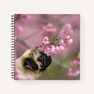 Pug Smelling Cherry Blossoms Notebook