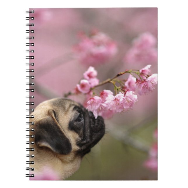Pug Smelling Cherry Blossoms Notebook (Front)