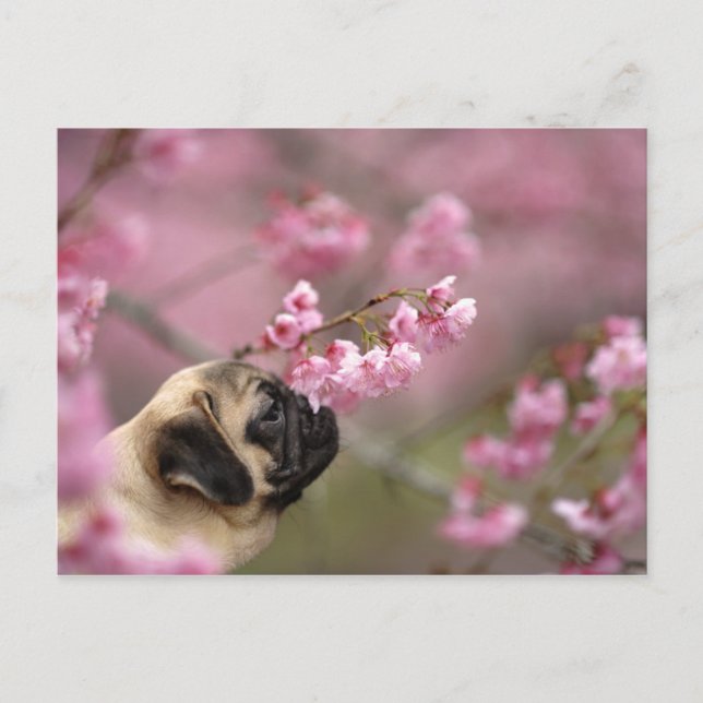 Pug Smelling Cherry Blossoms Postcard (Front)