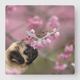 Pug Smelling Cherry Blossoms Square Wall Clock
