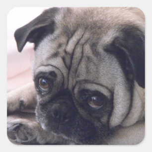 pug stickers