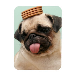 Pug Wants Treats Magnet