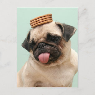 Pug Wants Treats Postcard