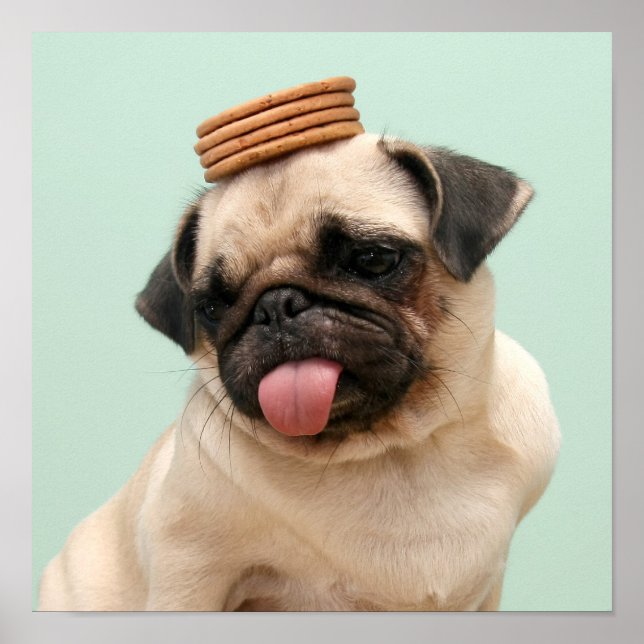 Pug Wants Treats Poster (Front)