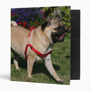 Pug Wearing Red Harness Binder