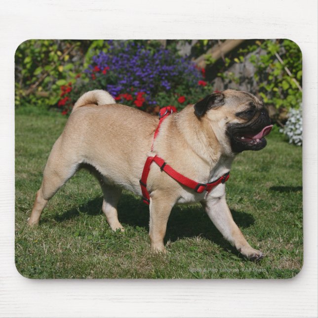 Pug Wearing Red Harness Mouse Pad (Front)
