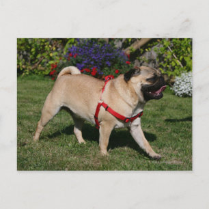 Pug Wearing Red Harness Postcard