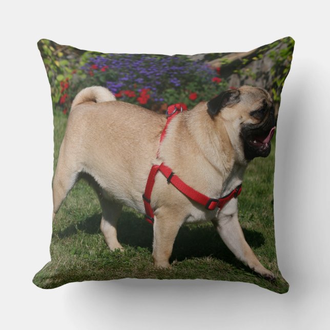 Pug Wearing Red Harness Throw Pillow (Front)