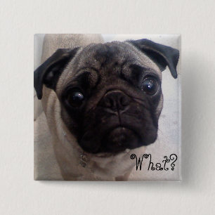 Pug What? 2 Inch Square Button