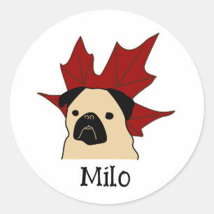 Pug with a Large Leaf Classic Round Sticker