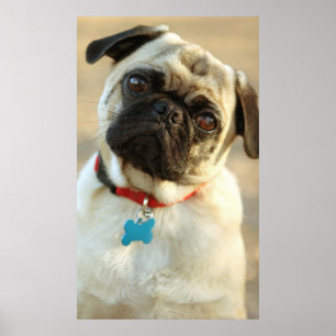 Pug with a Questioning Expression Poster