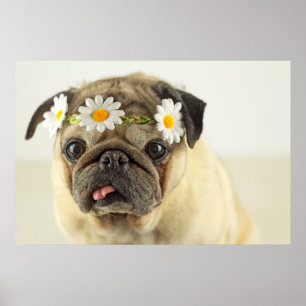 Pug with Daisy Crown Poster