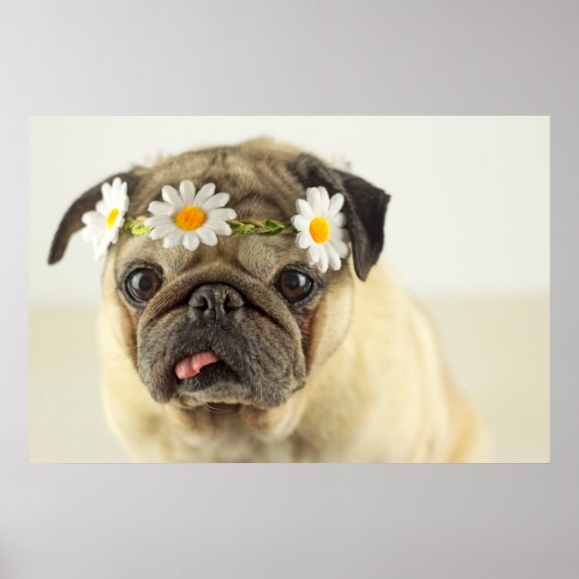 Pug with Daisy Crown Poster (Front)