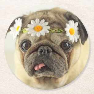 Pug with Daisy Crown Round Paper Coaster