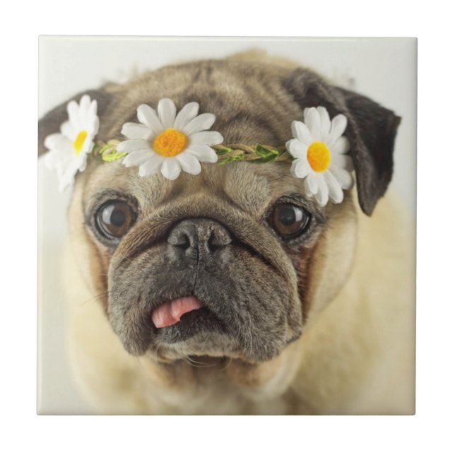 Pug with Daisy Crown Tile (Front)