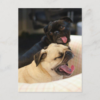 Pug Yawn Postcard