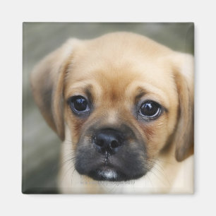 Pugalier Puppy Looking at Camera Magnet