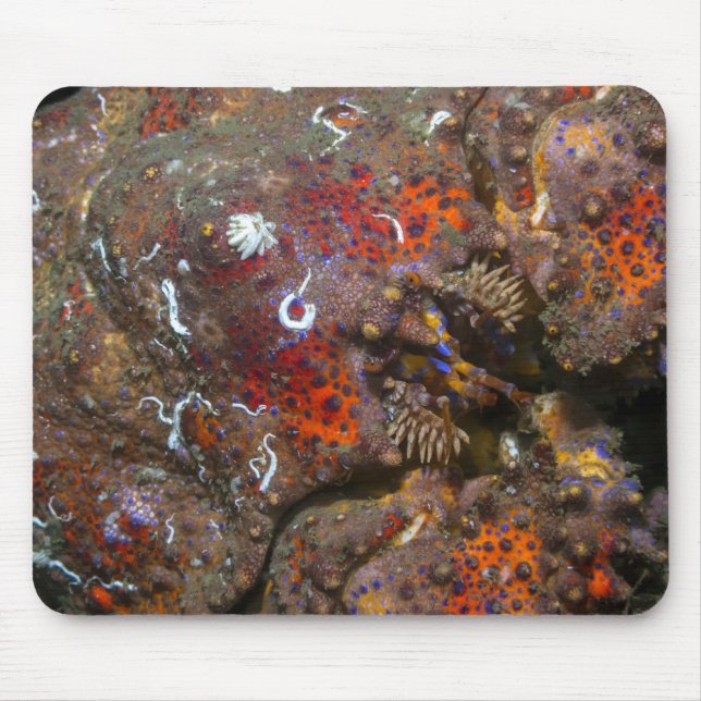 Puget Sound King Crab Mousepad (Front)