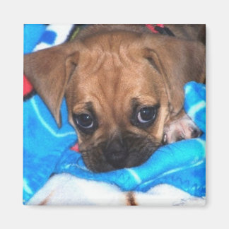 Puggle Magnet
