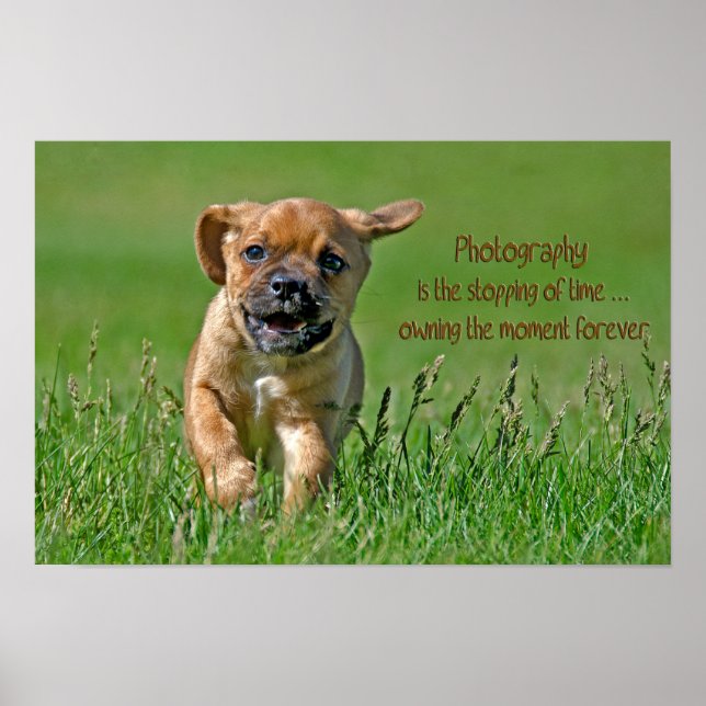 Puggle On The Run Poster (Front)
