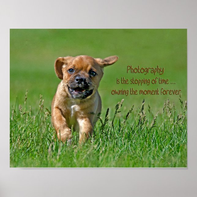 Puggle On The Run Poster (Front)