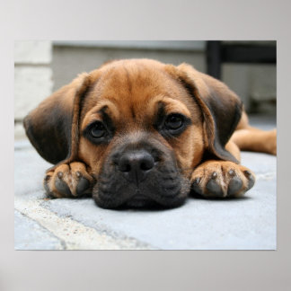 puggle puppy poster
