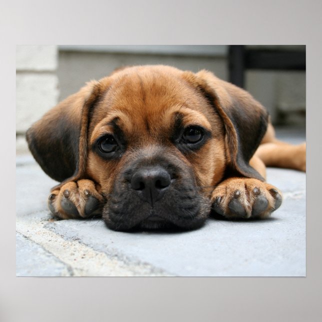 puggle puppy poster (Front)