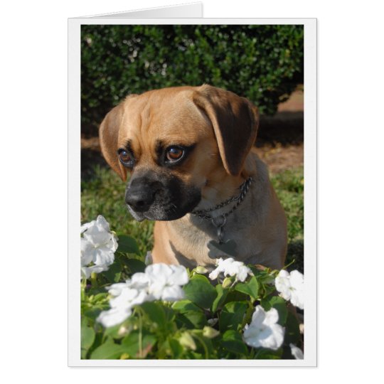 Puggles Card