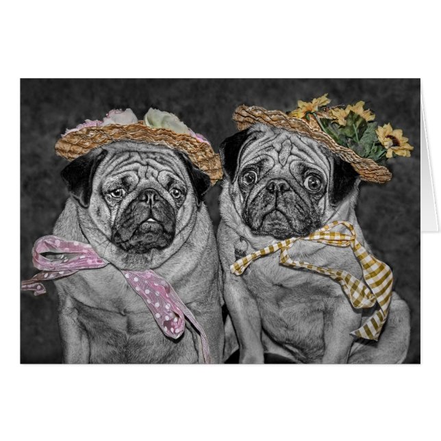 Pugs in Bonnets (Front Horizontal)