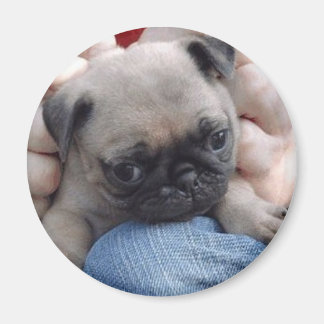 pug magnets pug refrigerator magnets zazzle ca pug magnets pug refrigerator magnets zazzle ca