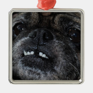 Pugs Pearly White Teeth  Ornament