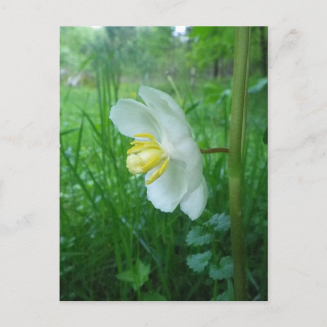 Puisse Apple fleurir carte postale (Devant)