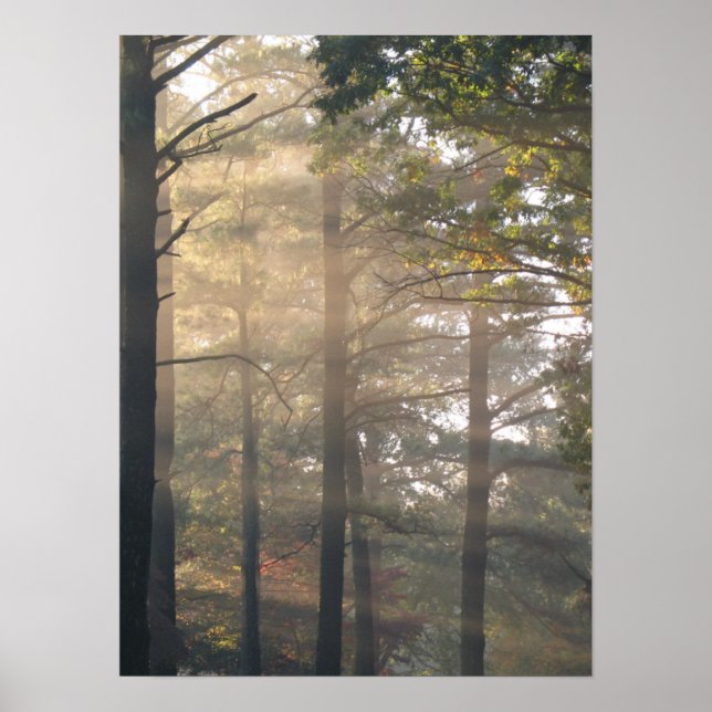Puits de soleil à travers les arbres Poster Imprim (Devant)